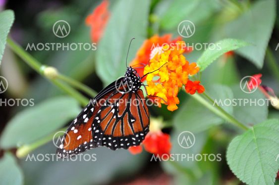 Monarch Butterfly On Flower