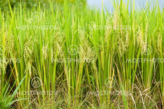 Green rice field