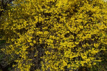 Forsythia flowers in sunny day. Nature soft selective...