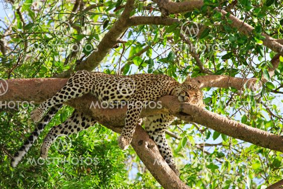 Leopard