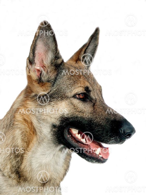 Portrait of a German shepherd dog in profile