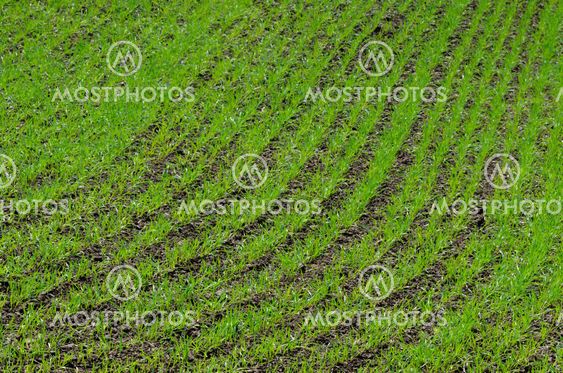 rows of young prouts on the field