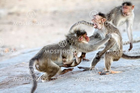 Monkey Fiight