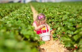 Child picking fresh strawberry on a farm