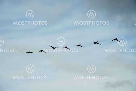 Birds in the sky