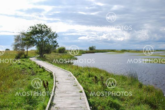 Wooden footbridge through a wetland