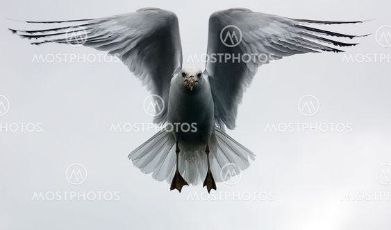 Seagul in flight