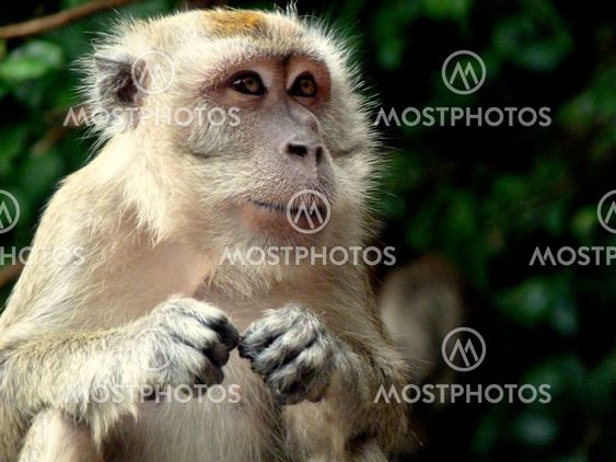 Macaque Monkey
