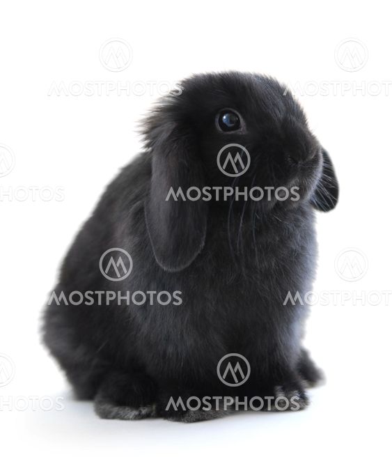 Bunny rabbit