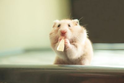 Cute Orange and White Syrian or Golden Hamster...