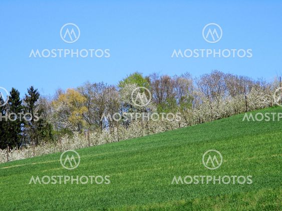 Forest and Blooming Trees