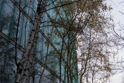 plant, flower, bloom, blossom, flowering, environment,...