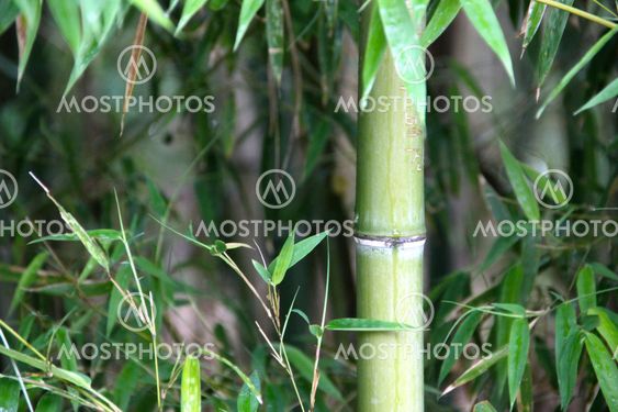 Bamboo