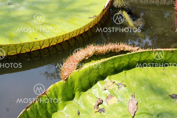 lotus