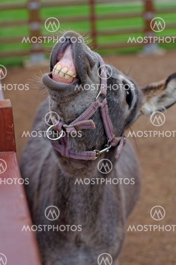 donkey showing teeth in a funny pose