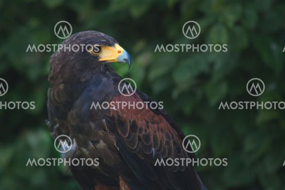 black and brown eagle