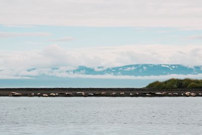 beautiful sea lions lying on seashore in iceland