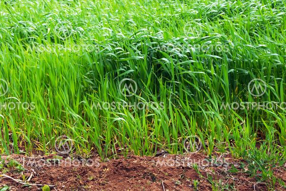Growing wheat field