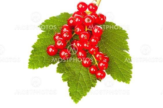 Currants