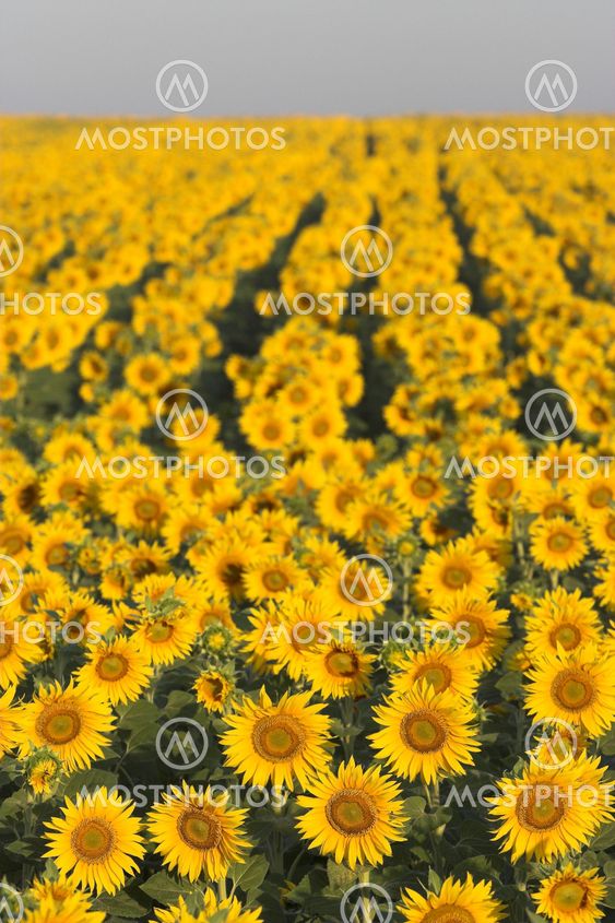 sunflowers