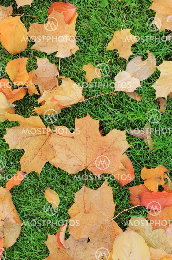 Autumn leaves on green grass