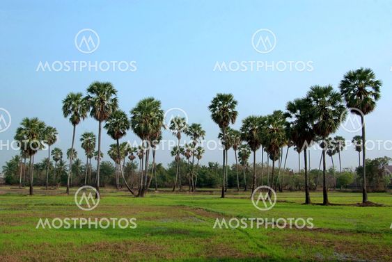 Sugar palm tree in rice field