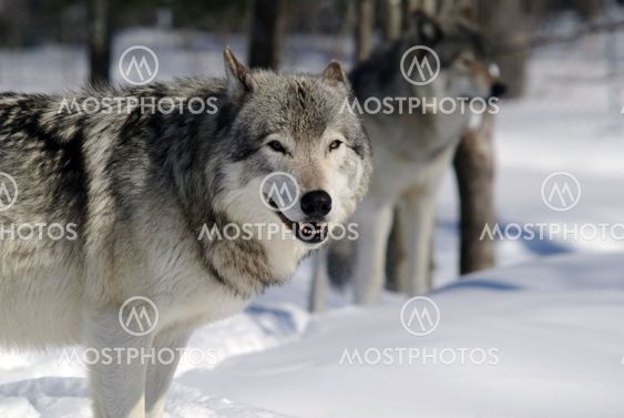 Gray Wolf