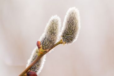 Nature awakes in spring. Blooming willow twigs and furry...