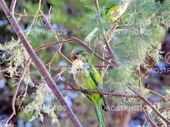 Monk Parakeet (Myiopsitta monachus)