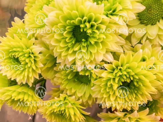 Chrysanthemums