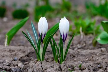 White crocus flowers blooming in early spring garden bed