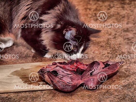 Cat and heart