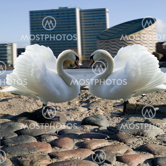 Swan heart
