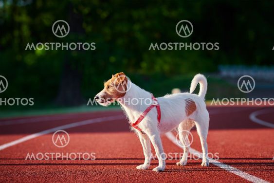 Dog walking at stadium track