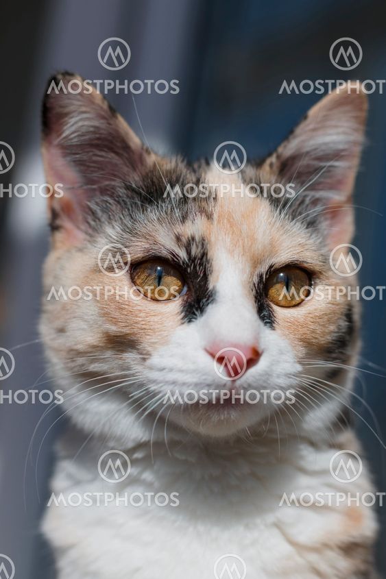Portrait of a color cat