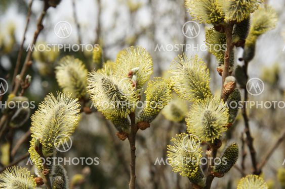 Barnyard sarja kuva porno