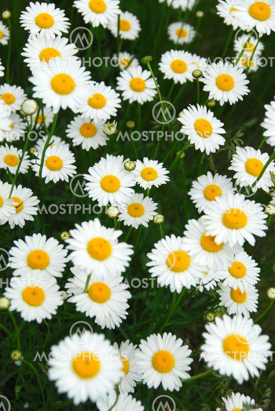 Summer daisies