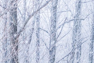 Background of tree trunks and branches covered with...