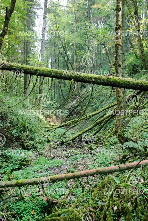 Skov, Schwalzwald