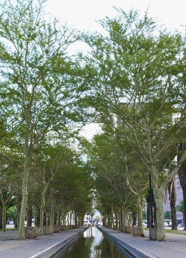 Trees, path and city with lake of natural scenery,...