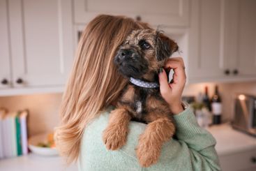 Female Owner Holding And Cuddling Border Terrier Puppy...