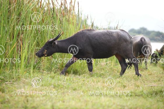 Thai buffalo in grass field near Bangkok, Thailand.