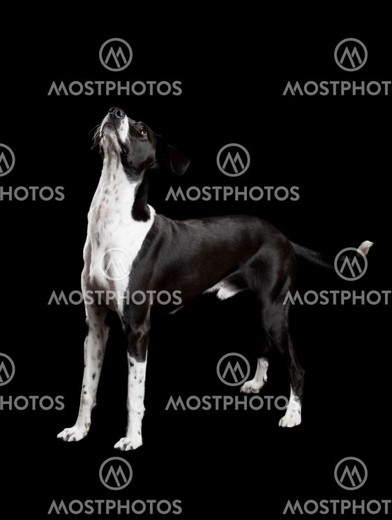 Dog looking upwards