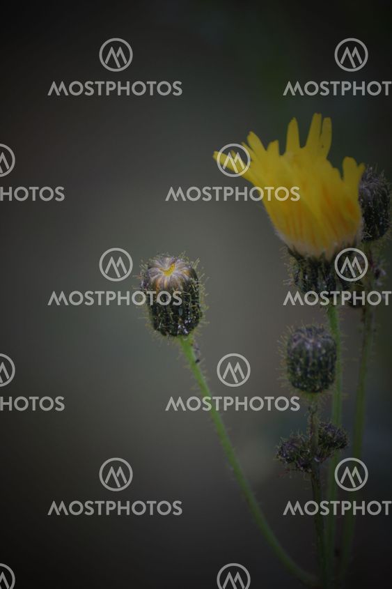 Marsh Sow-Thistle