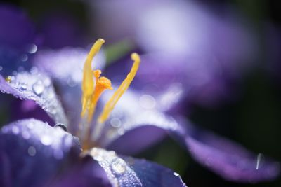 Blommande krokus på våren med regndroppar