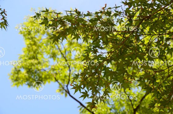 Gröna Maple, blå himmel