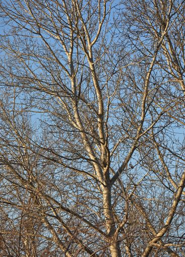 Bare tree branches
