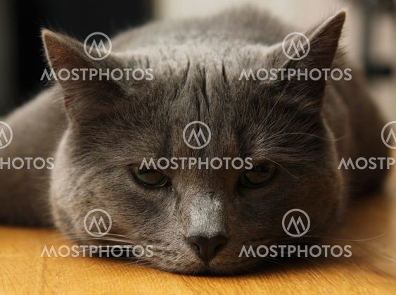 Russianblue