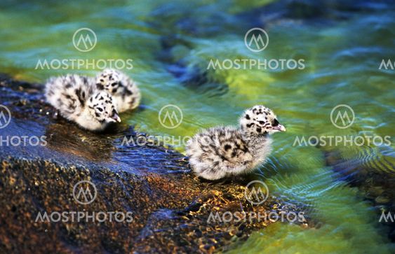 Sea Gull Baby Chicks