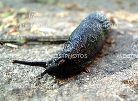 Snail